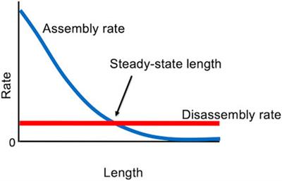 Chlamydomonas as a model system to study cilia and flagella using genetics, biochemistry, and microscopy